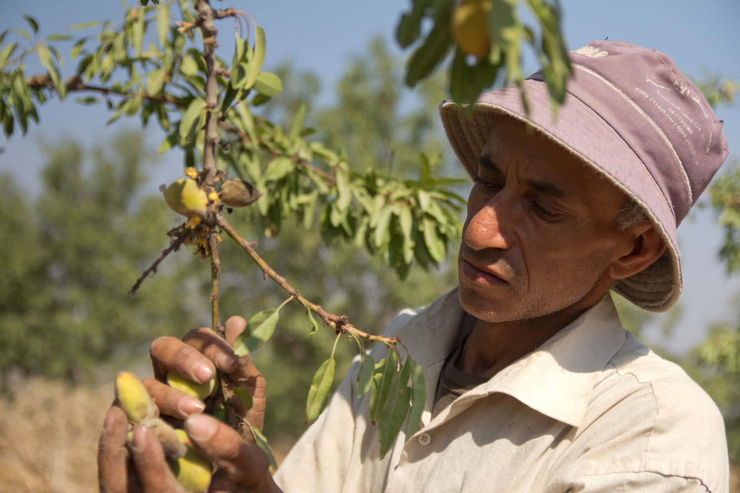 Canaan: Almond Harvest